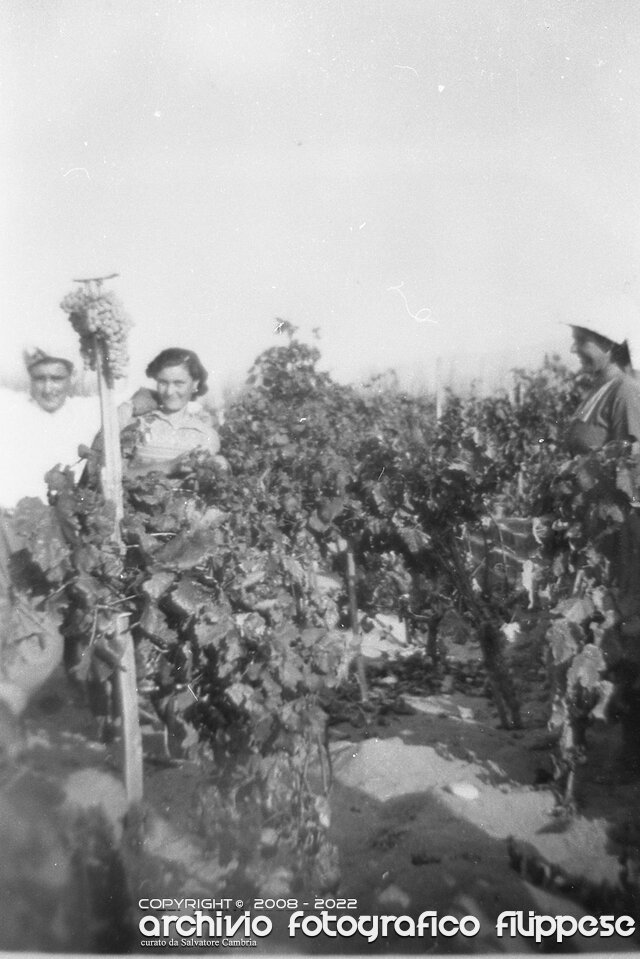 vendemmia2